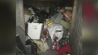 Animal Haording Found When Home Catches Fire; More Than 50 Dogs Rescued