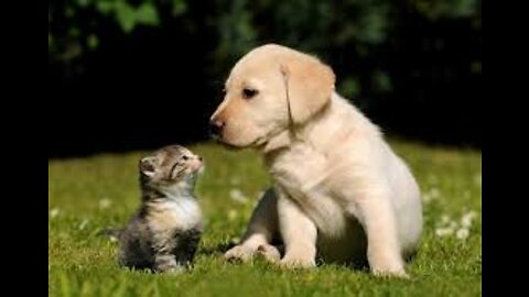 Little dog and cat funny Vedio