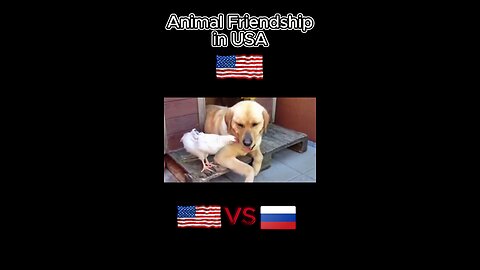 Animal Friendship - USA vs Russia