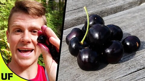 The BEST Cherry?? Black Cherry Taste Test | Unusual Foods