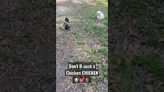 Don't B such a Chicken CHICKEN! It's just me & U#dogs #chicken