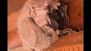 I found a a Hornet's Nest out the back door