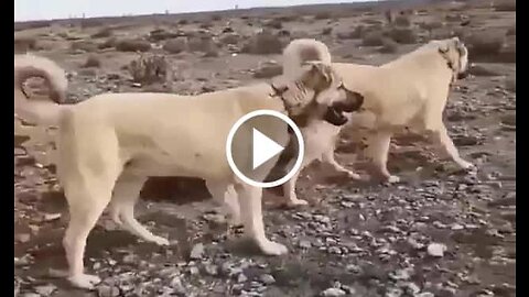 Giant Kangal Shepherd Dogs