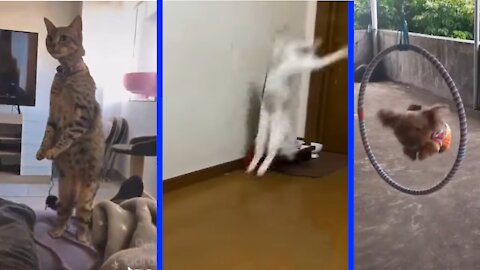 Funny Videoz Cats & Dog etc. Best Pets life in action (AmazingVideoz 2)