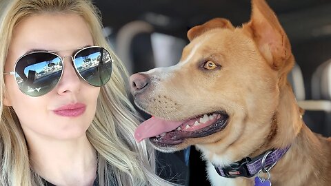 💔 He was 5 MINUTES AWAY from being put down! FOSTERING a Rescue dog. (PART #1)