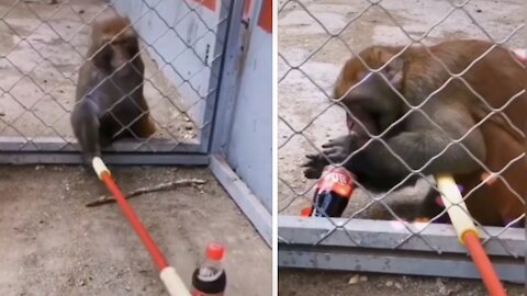 Monkey Uses Intelligent Trick To Steal Coke Then Drinks It.