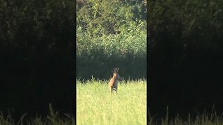 male Roe Deer #wildanimals #viral #shorts #deer #animals #wildlife #shortsvideo #youtubeshorts #new