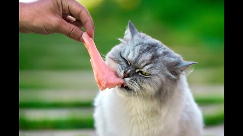 A little cat takes a piece of meat and runs away with it