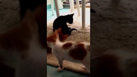 Kitty Smackdown | Champions of Cuteness Unleashed!