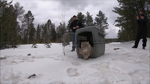 Watch rare lynx caught in Michigan return to the wild