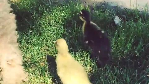 These Ducklings Follow Their ‘Adopted’ Mother Everywhere She Goes