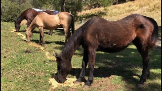 Heads down, tails up. Feeding a larger herd of horses.