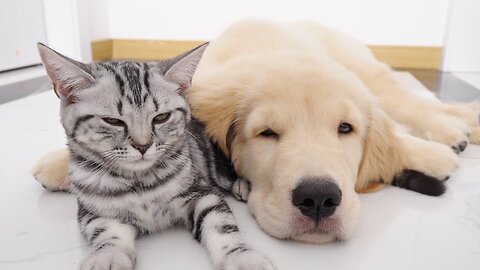 Kitten Thinks Golden Retriever Is Mom and Snuggles to Her Every Time She Sleeps