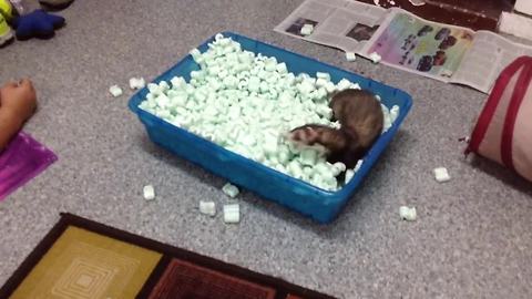 Adorable Ferret Has So Much Fun With Styrofoam Cubes