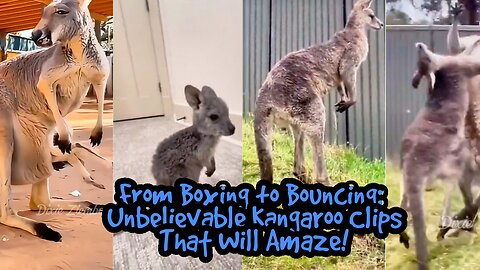 From Boxing to Bouncing: Unbelievable Kangaroo Clips That Will Amaze!
