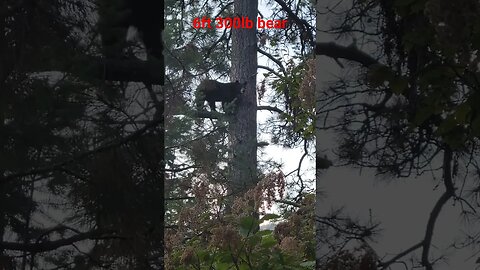 Fawn killer in the tree. Big Black Bear, Bear hunting