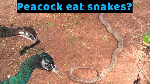 Peacock eat snakes?