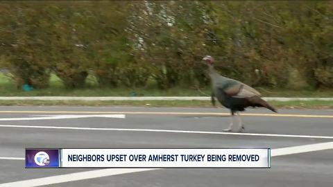 Notorious Amherst turkey has been captured