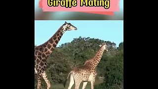 Giraffe Mating #shorts