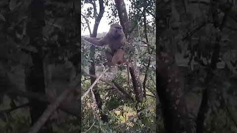 savannah monkey #relaxing #lions #nature #travel #wildlife #viral #animals #love #cat#short #birds