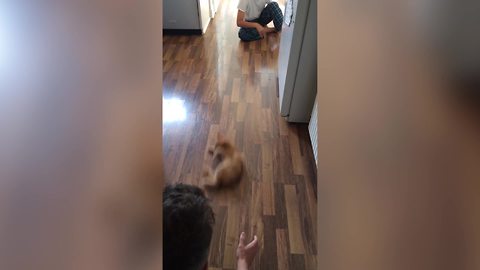 Dad And Son Slide A Cat To Each Other Across The Floor