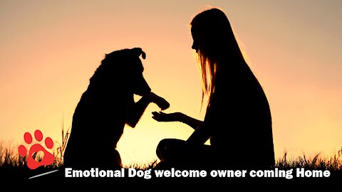 Emotional Dog welcome owner coming Home Video Compilation