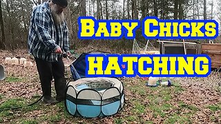 First Chick HATCHED in 2023 | Tips for hatching chicken eggs