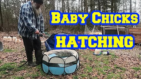 First Chick HATCHED in 2023 | Tips for hatching chicken eggs