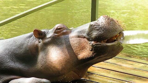 Hippo Struggles To Stay Awake After Drinking Tea With Tourists