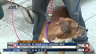 Pet of the Week: 8-year-old hound mix Boscoe