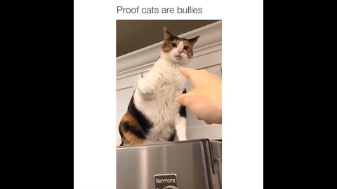 Footage Proves That Cats Are Indeed Bullies