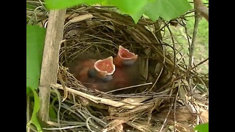 Newly hatched Baby Cardinals Red birds with their eyes still closed.