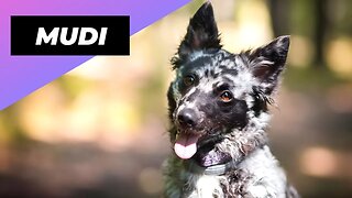 Mudi 🐶 One Of The Rarest Dog Breeds In The World | 1 Minute Animals
