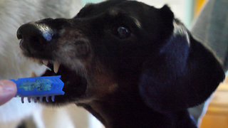 Dachshund throws tantrum over micro robotic toy