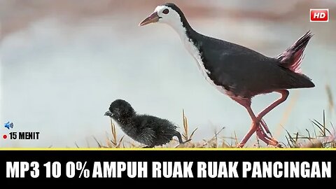 Suara ruak ruak pikat paling ampuh • ruak ruak pikat mp3