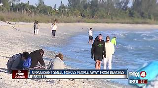 Unpleasant smell forces people away from beaches