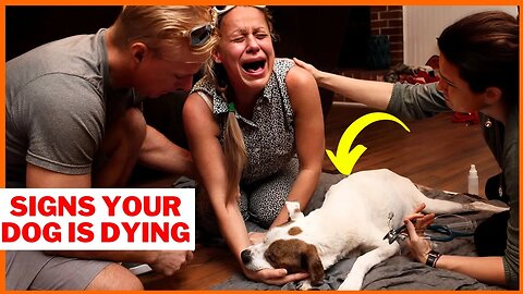 🚨 Signs Your Dog is Dying: Crucial Signals Every Dog Owner Must Know! 🐶 | Animal Vised
