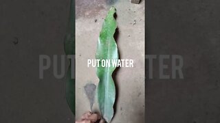 sansevieria leaf water propagation