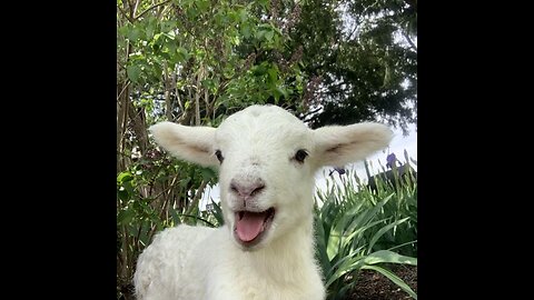 Baby Lamb (Sheep) Goes Baa - CUTEST