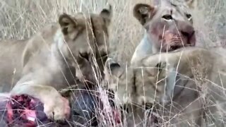 Lions Ripped Warthog Alive / Wildlife at its best