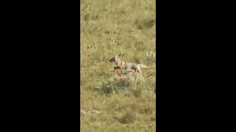 Hunting Coyotes #shorts #dog #animals #hunter #169