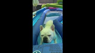 Most Relaxed Dog Ever Chills Out In The Pool