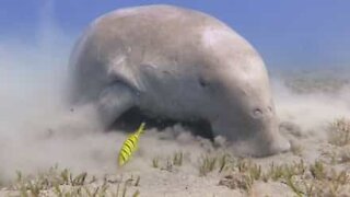 Encontro incrivelmente próximo com dugongo