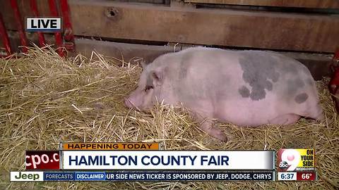 Today is the last day of the Hamilton County Fair