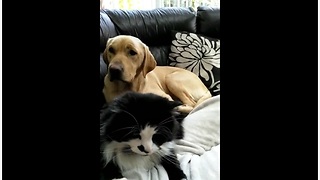 Jealous Dog Is Upset That Cat Is Getting All The Attention From Their Owner