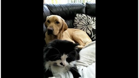 Jealous Dog Is Upset That Cat Is Getting All The Attention From Their Owner