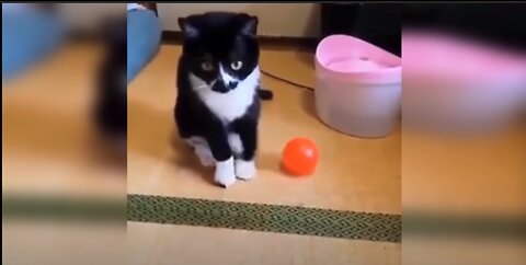 Cute cat tries to grab ball but keeps on failing