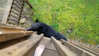 Bear climbs veranda and frightens home owner
