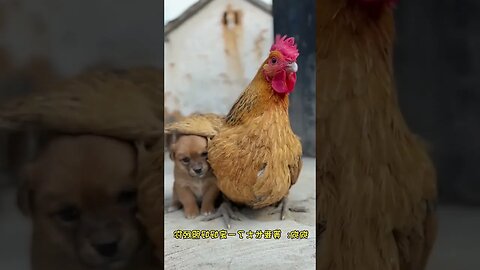 The cute puppy with the cocker family 🐕‍🦺 #shorts #animals