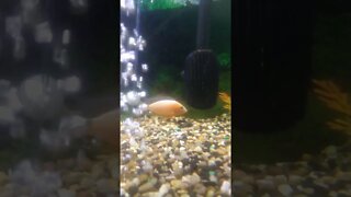 peacock African cichlid spotted plecostomus and a bunch of feeder fish